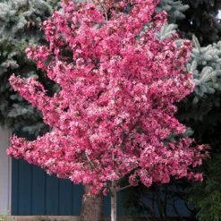 Pandy's Garden Center Crab - Royal Raindrops Red Flw
