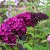 Pandy's Garden Center Butterfly Bush - Royal Red Nursery