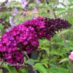 Pandy's Garden Center Butterfly Bush - Royal Red Nursery