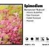 Pandy's Garden Center Epimedium ‘Rubrum’ Barrenwort Perennials