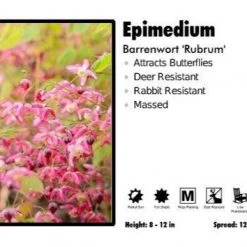 Pandy's Garden Center Epimedium ‘Rubrum’ Barrenwort Perennials