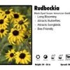 Pandy's Garden Center Rudbeckia ‘American Gold Rush’ Black Eyed Susan