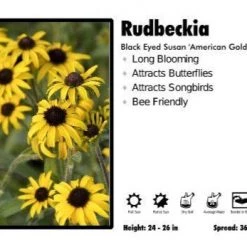 Pandy's Garden Center Rudbeckia ‘American Gold Rush’ Black Eyed Susan