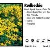 Pandy's Garden Center Perennials Rudbeckia ‘Gold Strum’ Black Eyed Susan