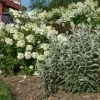 Pandy's Garden Center Sageleaf Willow 'Iceberg Alley' Nursery