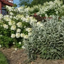 Pandy's Garden Center Sageleaf Willow 'Iceberg Alley' Nursery