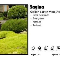 Pandy's Garden Center Perennials Sagina ‘Aurea’ Golden Scotch Moss