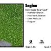 Pandy's Garden Center Perennials Sagina 'Pearlwort' Moss Irish