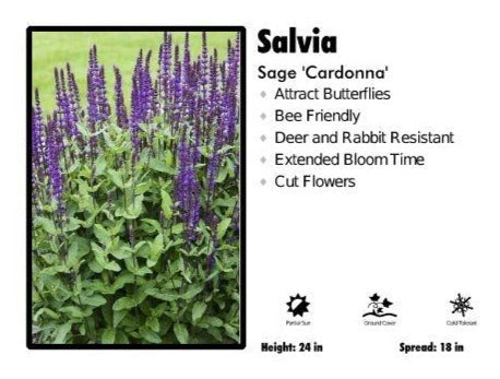 Pandy's Garden Center Perennials Salvia 'Caradonna' Sage 3 Pandy's Garden Center Perennials Salvia 'Caradonna' Sage