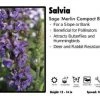 Pandy's Garden Center Salvia 'Merlin Compact Blue' Sage Perennials