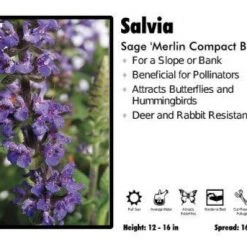 Pandy's Garden Center Salvia 'Merlin Compact Blue' Sage Perennials