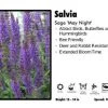 Pandy's Garden Center Salvia 'May Night' Sage Perennials