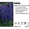 Pandy's Garden Center Salvia 'New Dimension Blue' Sage Perennials