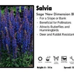 Pandy's Garden Center Salvia 'New Dimension Blue' Sage Perennials