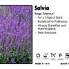 Pandy's Garden Center Salvia 'Marcus' Sage