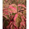 Pandy's Garden Center Dogwood - Samaritan Variegated