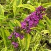 Pandy's Garden Center Butterfly Bush - Santana Red Variegated 2 Pandy's Garden Center Butterfly Bush - Santana Red Variegated
