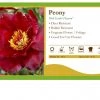 Pandy's Garden Center Perennials Peony ‘Scarlet Heaven’