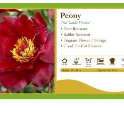 Pandy's Garden Center Perennials Peony ‘Scarlet Heaven’