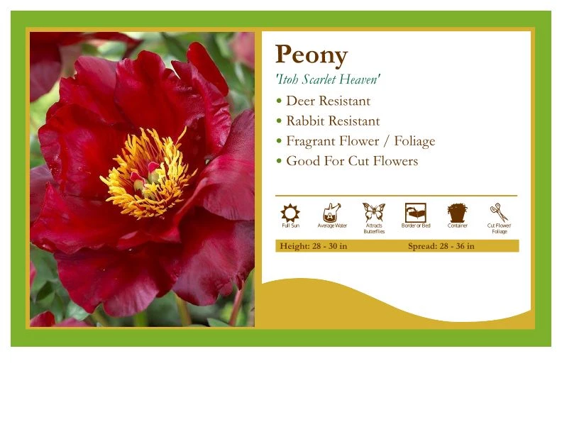 Pandy's Garden Center Perennials Peony ‘Scarlet Heaven’ 3 Pandy's Garden Center Perennials Peony ‘Scarlet Heaven’