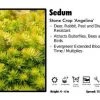 Pandy's Garden Center Sedum 'Angelina' Stone Crop