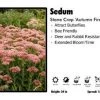 Pandy's Garden Center Sedum 'Autumn Fire' Stone Crop