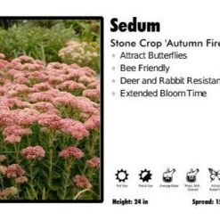 Pandy's Garden Center Sedum 'Autumn Fire' Stone Crop