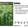 Pandy's Garden Center Sedum 'Autumn Joy' Stone Crop