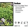 Pandy's Garden Center Sedum 'Baby Tears' Stone Crop Perennials