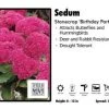 Pandy's Garden Center Sedum 'Birthday Party' Stonecrop Perennials