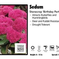 Pandy's Garden Center Sedum 'Birthday Party' Stonecrop Perennials