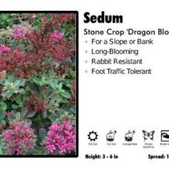 Pandy's Garden Center Perennials Sedum 'Dragons Blood' Stone Crop