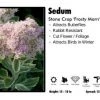 Pandy's Garden Center Perennials Sedum 'Frosty Morn' Stone Crop