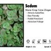 Pandy's Garden Center Sedum ‘Lime Zinger’ Stone Crop Perennials