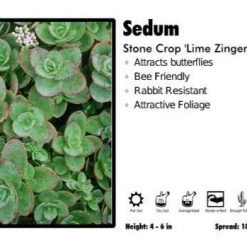 Pandy's Garden Center Sedum ‘Lime Zinger’ Stone Crop Perennials
