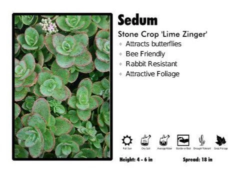 Pandy's Garden Center Sedum ‘Lime Zinger’ Stone Crop Perennials 3 Pandy's Garden Center Sedum ‘Lime Zinger’ Stone Crop Perennials