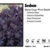 Pandy's Garden Center Perennials Sedum 'Plum Dazzled' Stone Crop