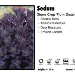 Pandy's Garden Center Perennials Sedum 'Plum Dazzled' Stone Crop