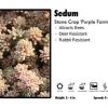Pandy's Garden Center Sedum ‘Purple Form’ Stone Crop Perennials 1 Pandy's Garden Center Sedum ‘Purple Form’ Stone Crop Perennials