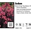 Pandy's Garden Center Sedum ‘Touchdown Teak’ Stone Crop Perennials