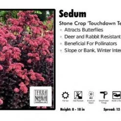 Pandy's Garden Center Sedum ‘Touchdown Teak’ Stone Crop Perennials