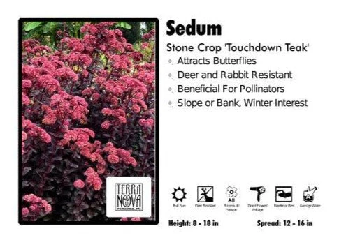 Pandy's Garden Center Sedum ‘Touchdown Teak’ Stone Crop Perennials 3 Pandy's Garden Center Sedum ‘Touchdown Teak’ Stone Crop Perennials
