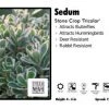 Pandy's Garden Center Sedum ‘Tricolor’ Stone Crop