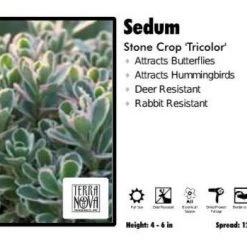 Pandy's Garden Center Sedum ‘Tricolor’ Stone Crop