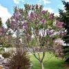 Pandy's Garden Center Nursery Lilac Sensation Purple N White