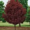 Pandy's Garden Center Nursery Maple - Crimson Sentry Columnar