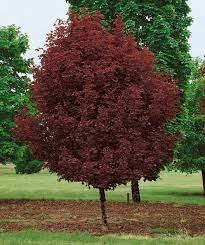 Pandy's Garden Center Nursery Maple - Crimson Sentry Columnar