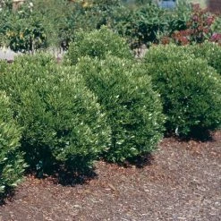 Pandy's Garden Center Inkberry - Shamrock