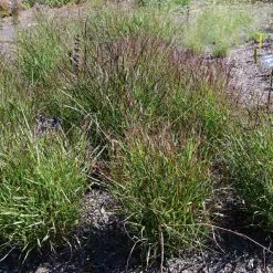 Pandy's Garden Center Grass - Shenandoah Red Switch