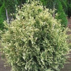Pandy's Garden Center Arborvitae Sherwood Frost Nursery